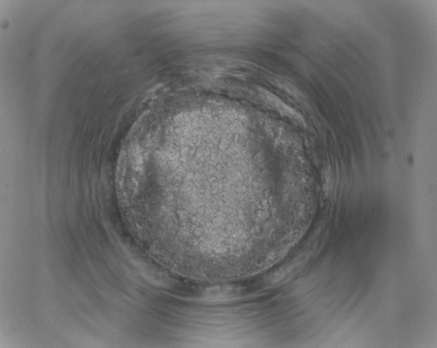 X0000065990461200603172144