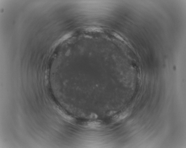 X0000065990462200603172144