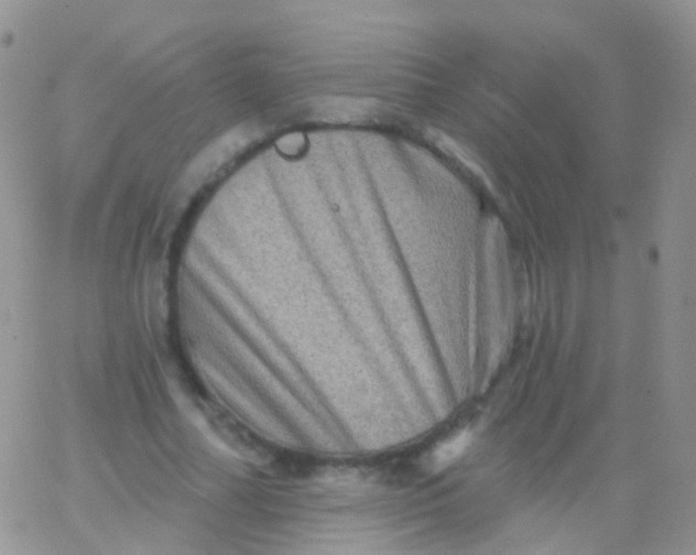 X0000065990682200603172141