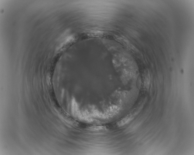X0000065990711200603172140