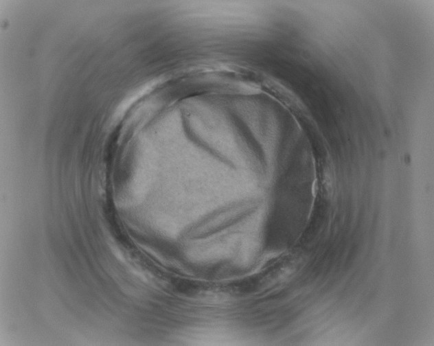 X0000065990732200603172139