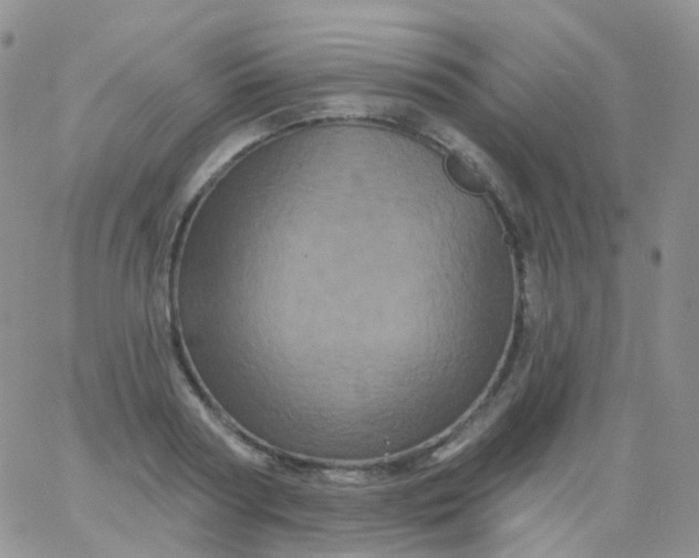 X0000065990794200603172139