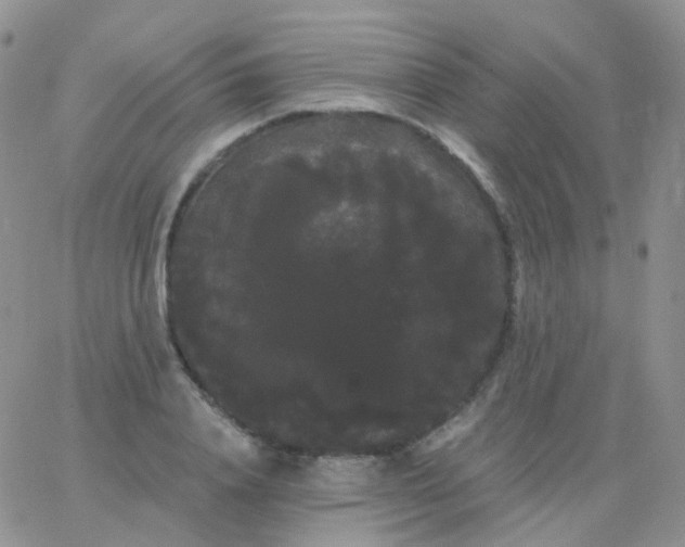 X0000065990840200603172138