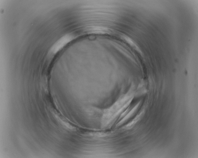 X0000065990970200603172136