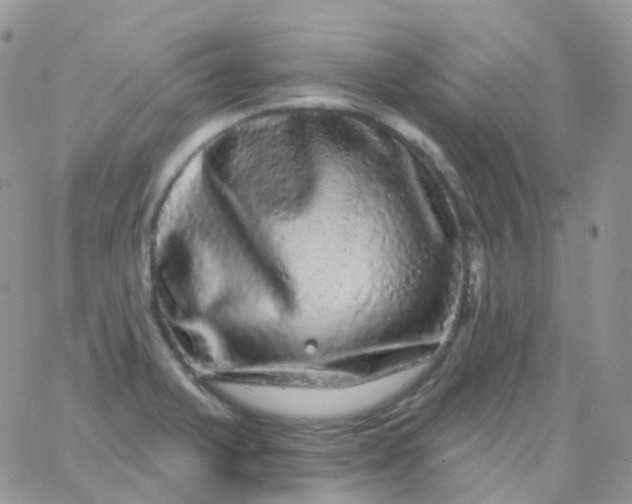 X0000065991375200603172129