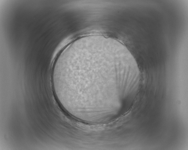 X0000065990004200603242017