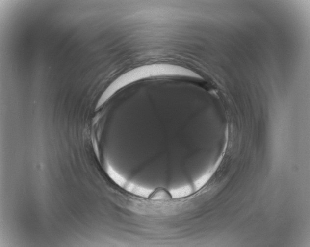 X0000065990048200603242017