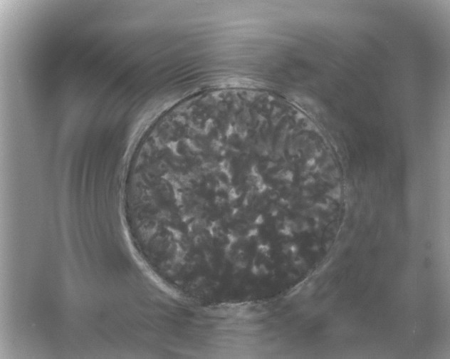 X0000065990049200603242016
