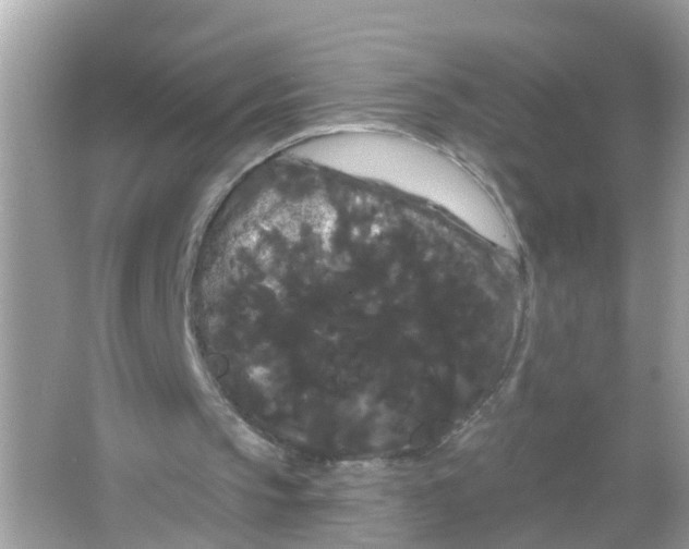 X0000065990145200603242014