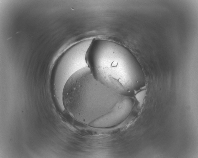 X0000065990150200603242014