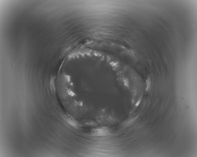 X0000065990286200603242013