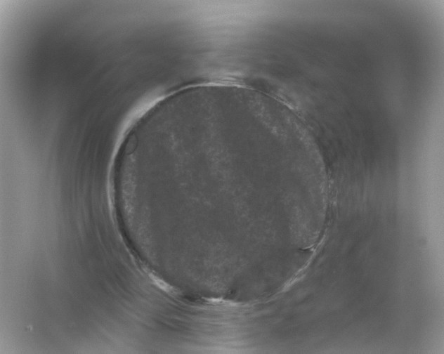 X0000065990294200603242012
