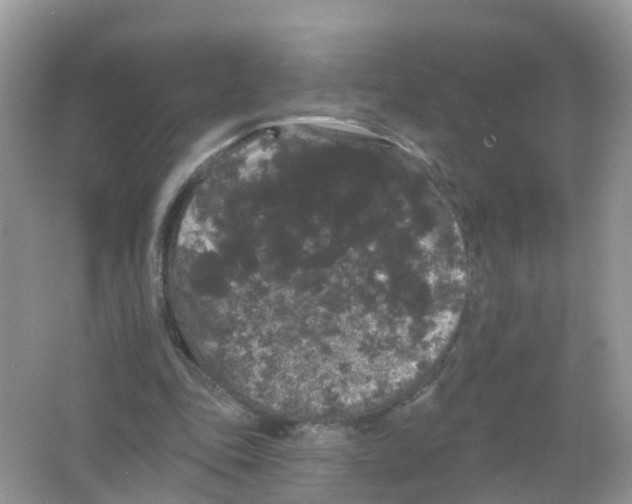 X0000065990343200603242011