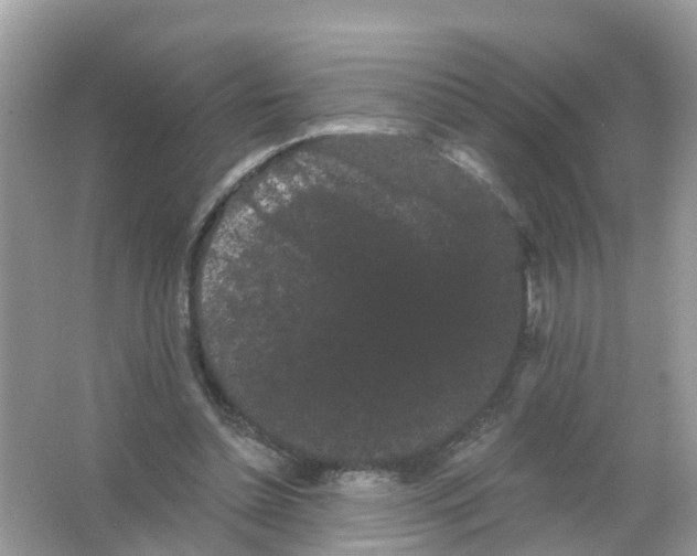 X0000065990348200603242011