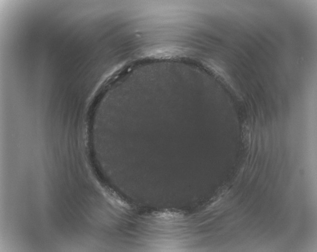 X0000065990400200603242011