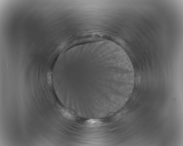 X0000065990477200603242010