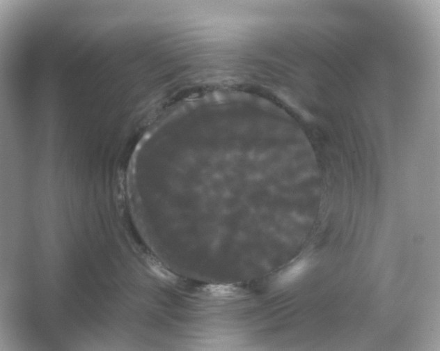 X0000065990528200603242008
