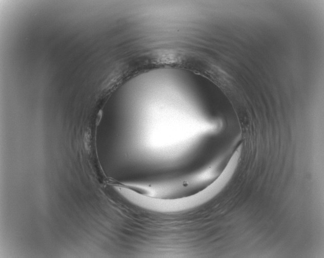 X0000065990556200603242008