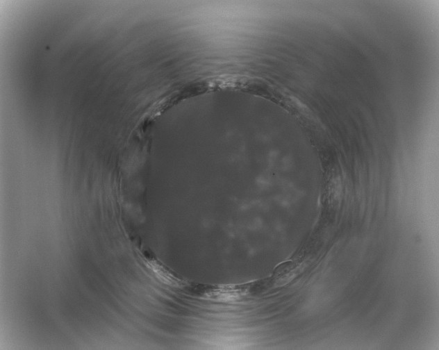 X0000065990661200603242007