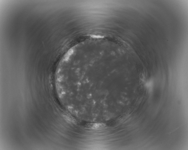 X0000065990663200603242007