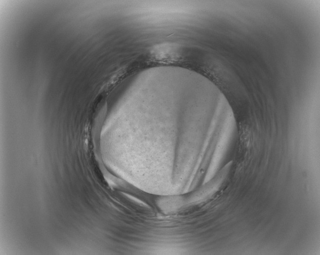 X0000065990752200603242005