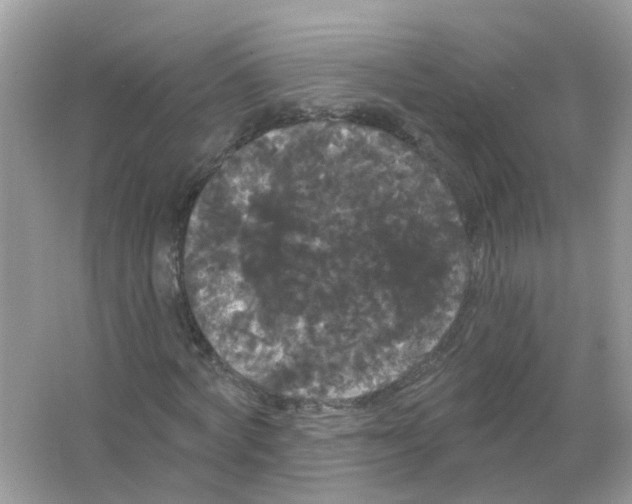 X0000065990772200603242004