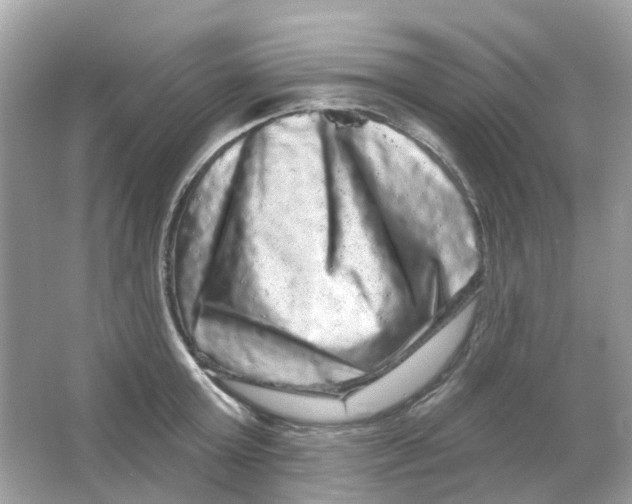 X0000065990803200603242004