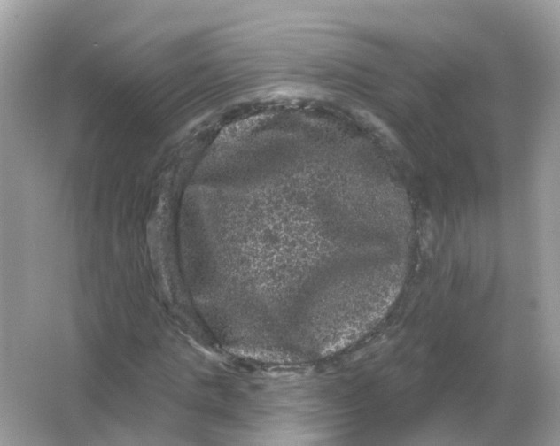 X0000065990821200603242003