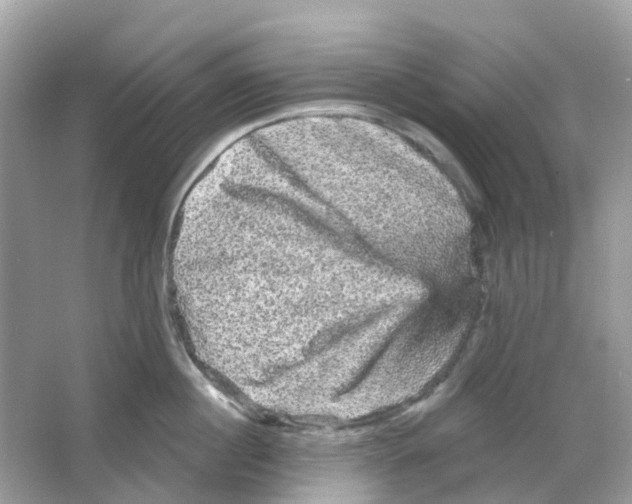 X0000065990860200603242004