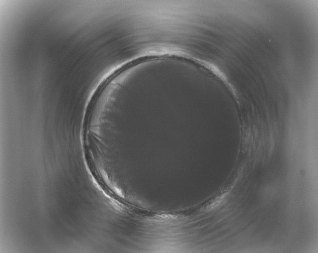 X0000065990943200603242002