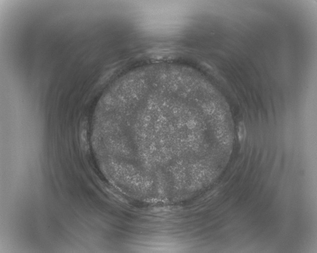 X0000065991396200603241953