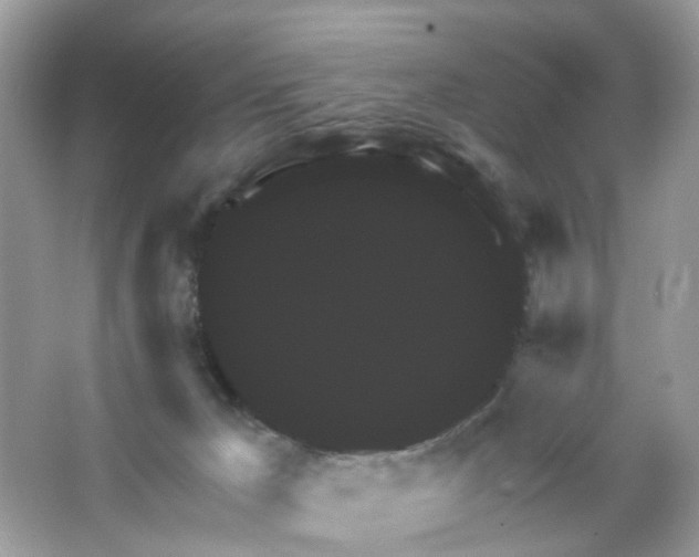 X0000065990029200603311942
