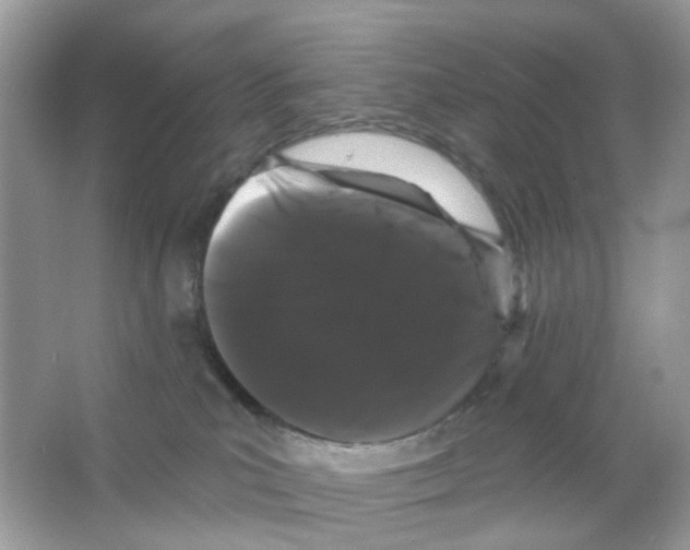 X0000065990039200603311942