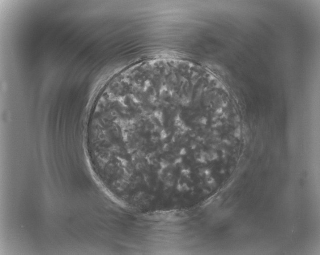 X0000065990049200603311941