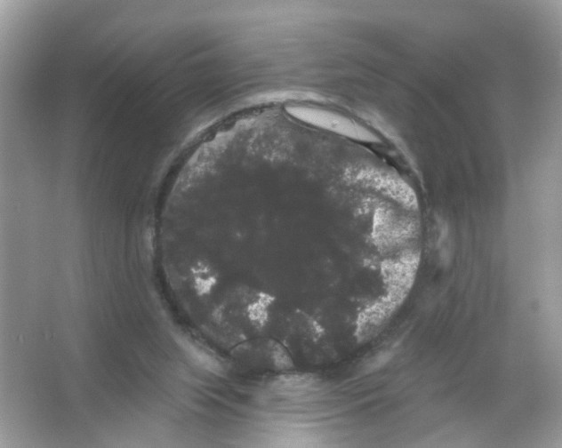 X0000065990063200603311941
