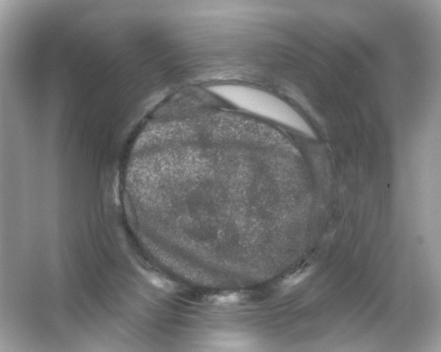 X0000065990068200603311942