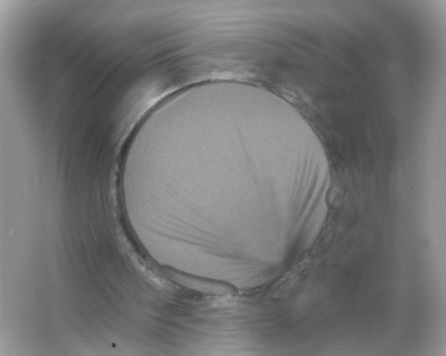 X0000065990098200603311941