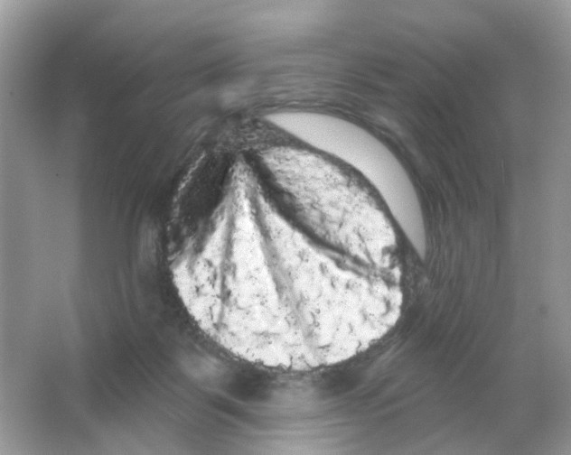 X0000065990123200603311941