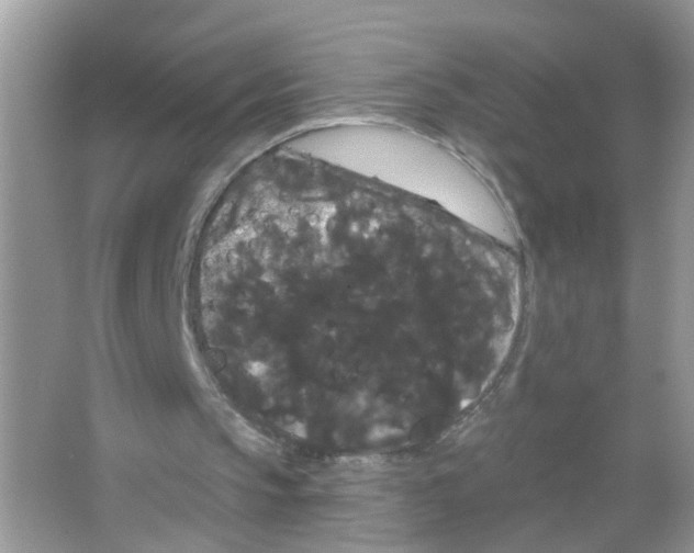 X0000065990145200603311940