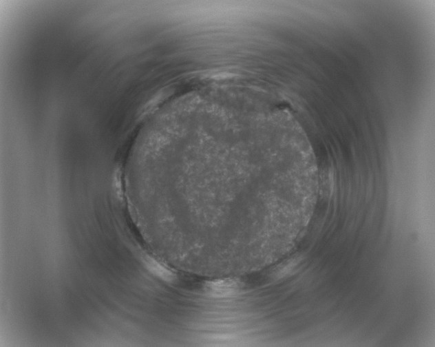 X0000065990238200603311939