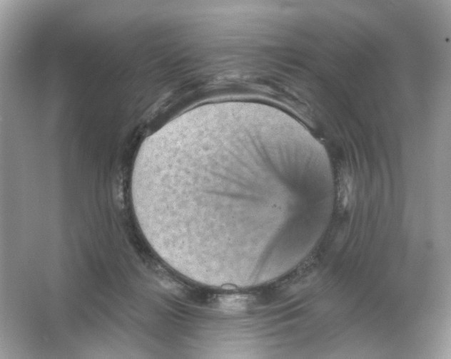 X0000065990268200603311938