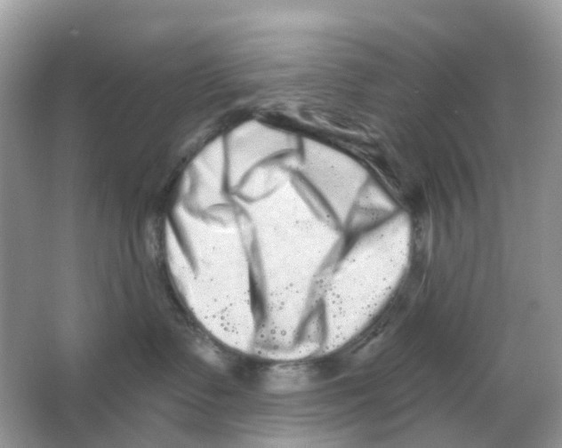 X0000065990335200603311937