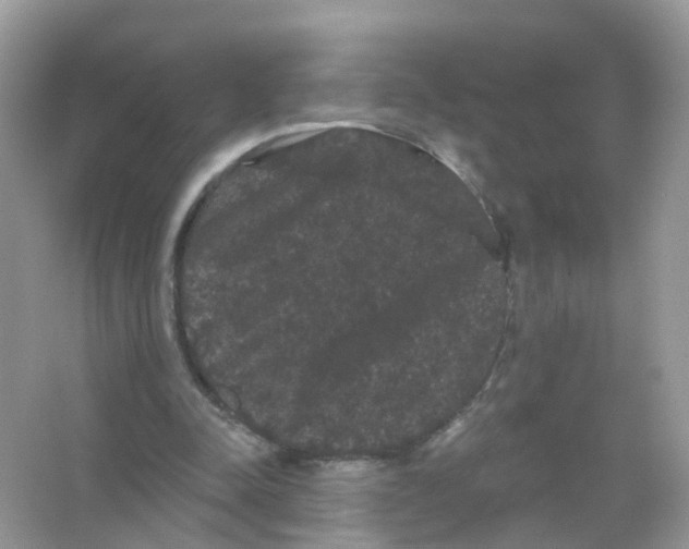 X0000065990342200603311936