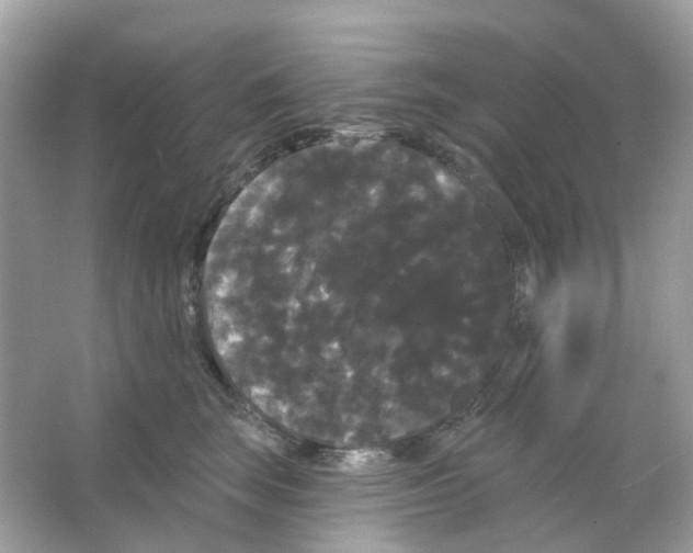 X0000065990663200603311932