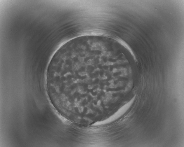 X0000065991099200603311924