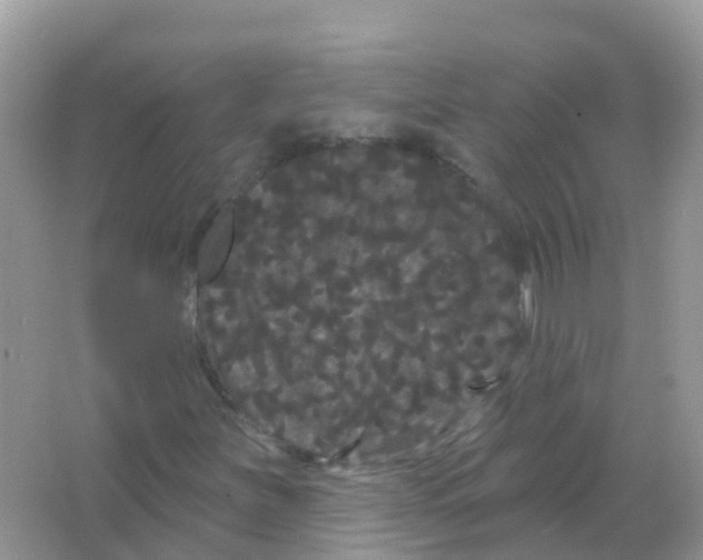 X0000065991251200603311922
