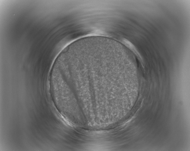 X0000065991292200603311921