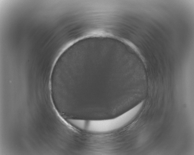 X0000065991335200603311921