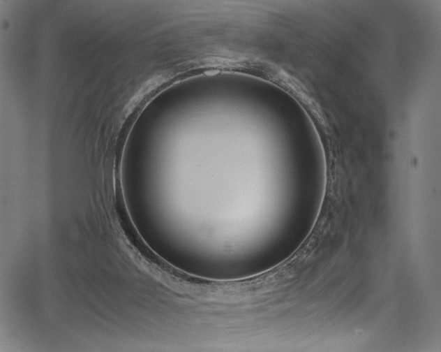 X0000066000011200603031232