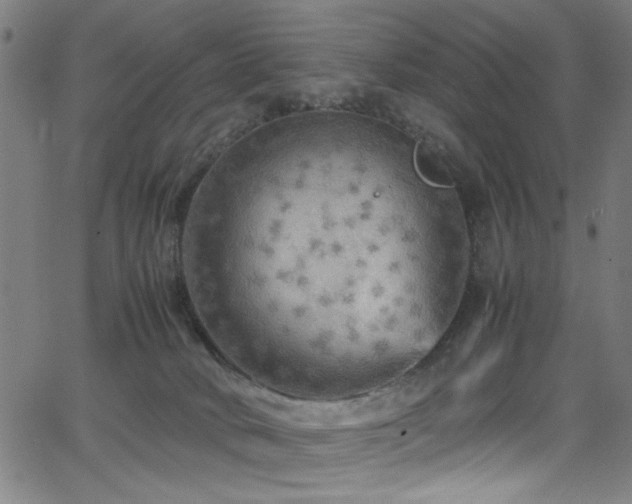 X0000066000034200603031232